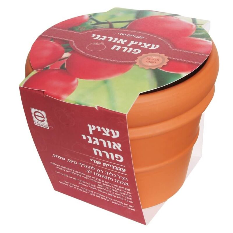 ⁦מתנה לט"ו בשבט - עציץ אורגני בכלי טרה-קוטה איכותי⁩ – תמונה ⁦2⁩