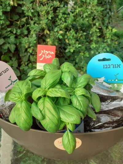 מפגש העשרה בתחום הגינון הביתי + ערכות שתילה